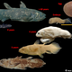 The coelacanth development stages.